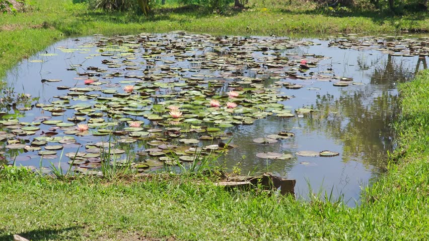Lotus pond in the garden