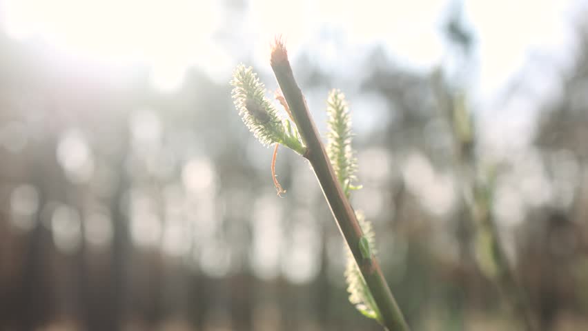 Pussy willow branches slowly sway in the sun.