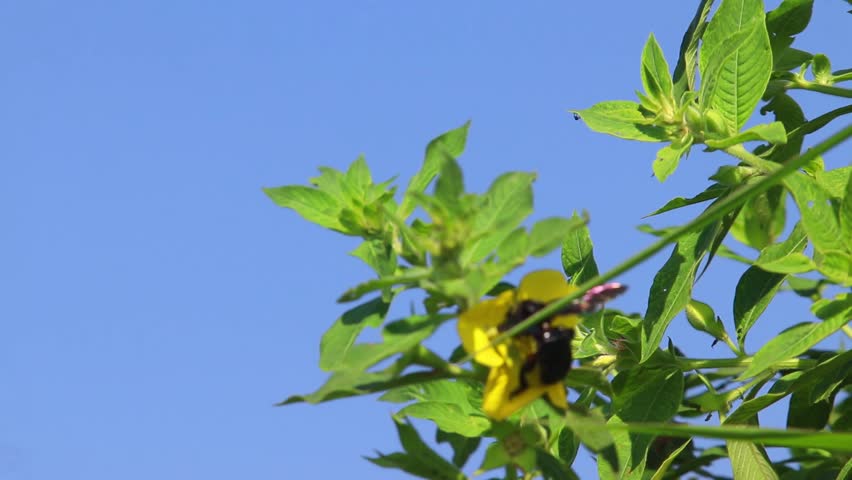 Carpenter bee (Xylocopa sp.) perched on a yellow flower, showing pollination behavior while collecting nectar and pollen. This large bee is known for its strong body and role as an important pollinator in tropical ecosystems. The contrast between the dark body and bright yellow petals highlights natural interaction between insect and plant. The scene captures feeding activity and ecological importance of pollinators in maintaining biodiversity.