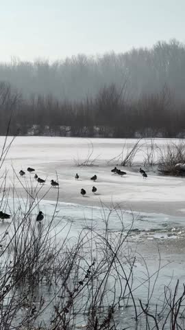Frozen Lake With Ducks On Ice, Misty Tree Line Framing Distant Horizon, Tangled Reeds In Foreground, Subtle Pools Of Meltwater, Cluster Of Resting Ducks Holding Still, Muted