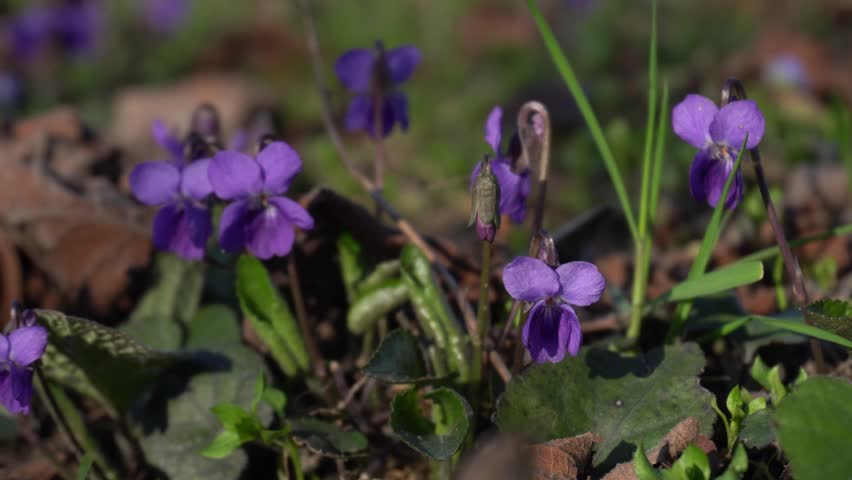 Violet flowers in spring orchard. Breathtaking nature scenery.