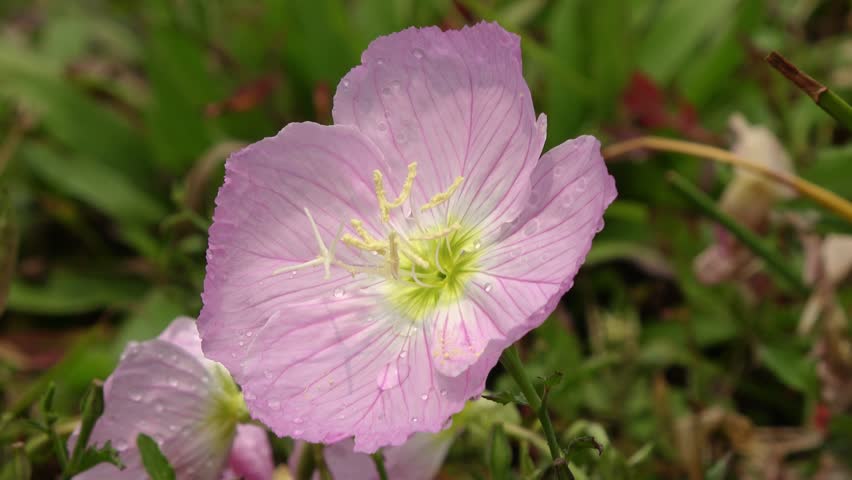 A single flower flowering under the blazing sun.