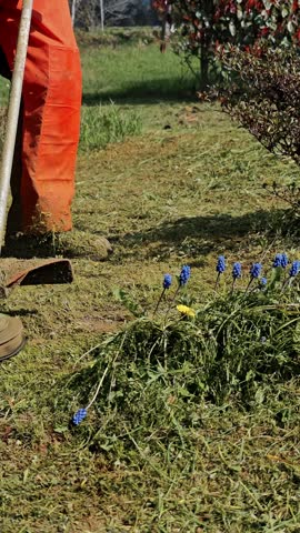 Close up of a string trimmer cutting grass near blue spring flowers. Seasonal lawn care and landscaping design.