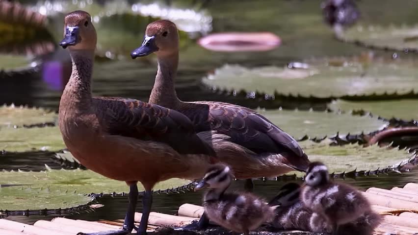 A side-view portrait of a rabbit with vibrant ginger-orange fur sitting on a bed of dry grass and pine needles, featuring long upright ears and a calm expression.