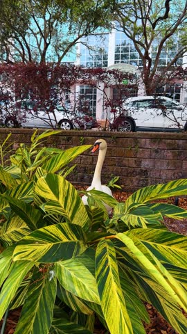 Mute swan standing amidst variegated ginger plants in Orlando park. White mute swan among striped green and yellow tropical foliage near urban buildings in Florida.