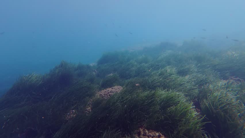 Scuba diver over a posidonia seaweed field