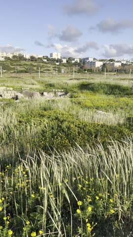 Swaying coastal grass near the Mediterranean shoreline, with contemporary Haifa cityscape visible in the distance, Israel.