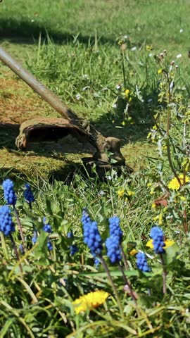 Detailed view of rotating trimmer head cutting weeds among spring meadow flowers. Efficient outdoor landscape clearing.