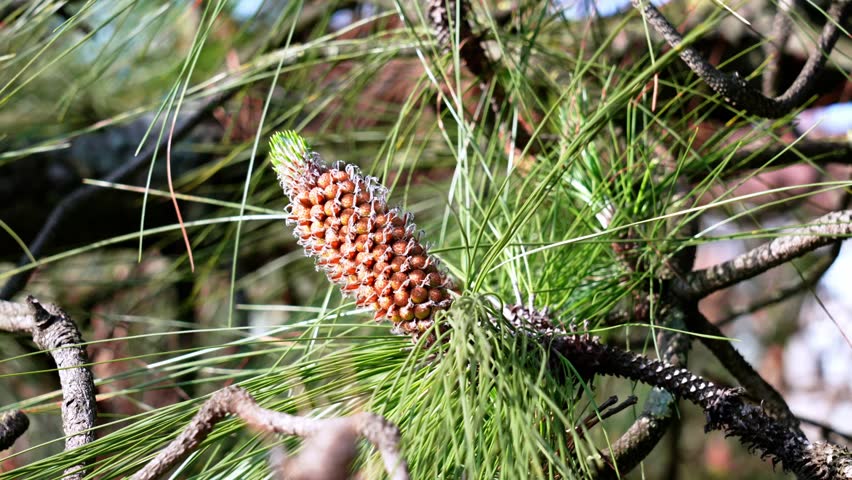 Pinus canariensis or Canary Island pine cone growing outdoor