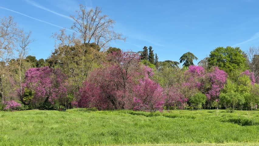 Vibrant purple judas trees flowering in a lush green meadow on a sunny spring day. Idyllic landscape with blooming cercis siliquastrum