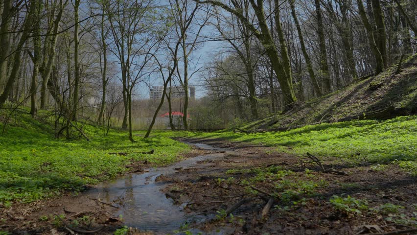 A woman with a backpack steps across a small muddy creek on a spring forest trail, with lush green undergrowth on both sides and city buildings visible through the bare trees in the background