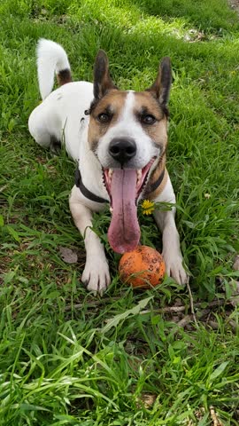 Dog Panting After Play on Green Grass with Ball Happy Pet Summer Activity