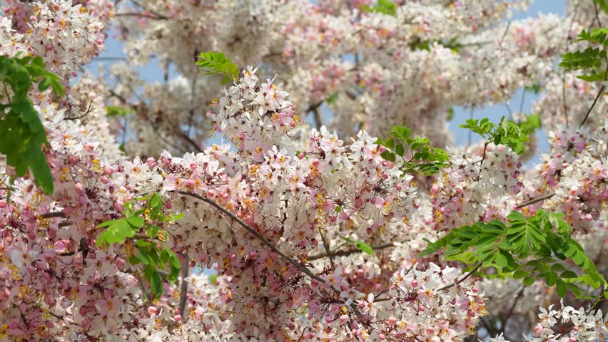 Lush Cassia javanica Pink Shower tree with many white and pink flowers blooming outside in park in Thailand, Apple Blossom tree or Rainbow Shower Tree blossoming in botanical garden on sunny day.