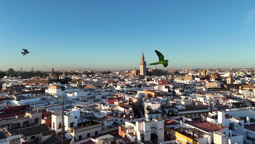 Aerial forward motion shot approaching the Giralda tower and Giraldillo statue in Seville, Spain, captured in warm early morning light over the city skyline.