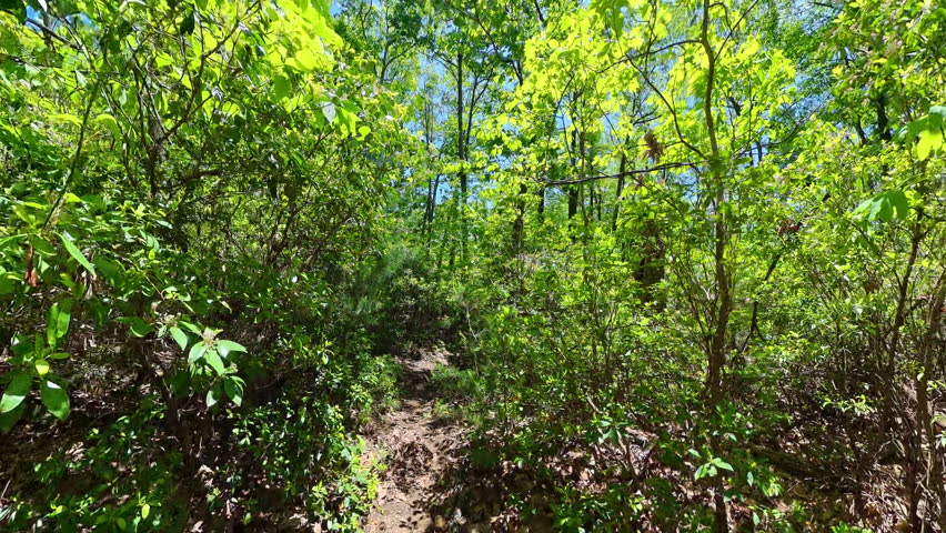 Hiking on Empty Hannah Run Trail in Shenandoah National Park