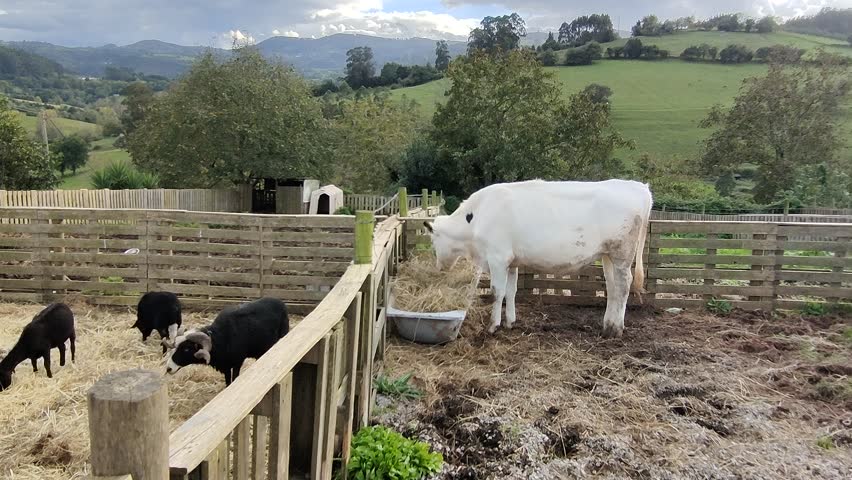 Stunning rural landscape featuring a white cow and black sheep eating hay in a wooden corral. Beautiful green valley with mountains in the background