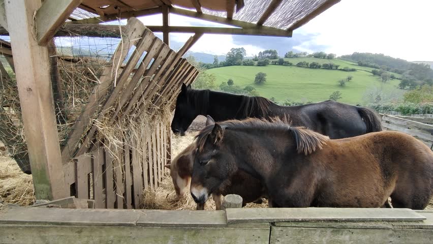 Three beautiful horses peacefully eating hay from a rustic wooden feeder in a pasture. Green rolling hills under a cloudy sky in the background