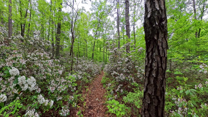 Hiking Through Abundant Mountain Laurel in Shenandoah National Park
