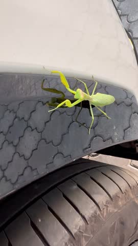 green praying mantis on car wing surface