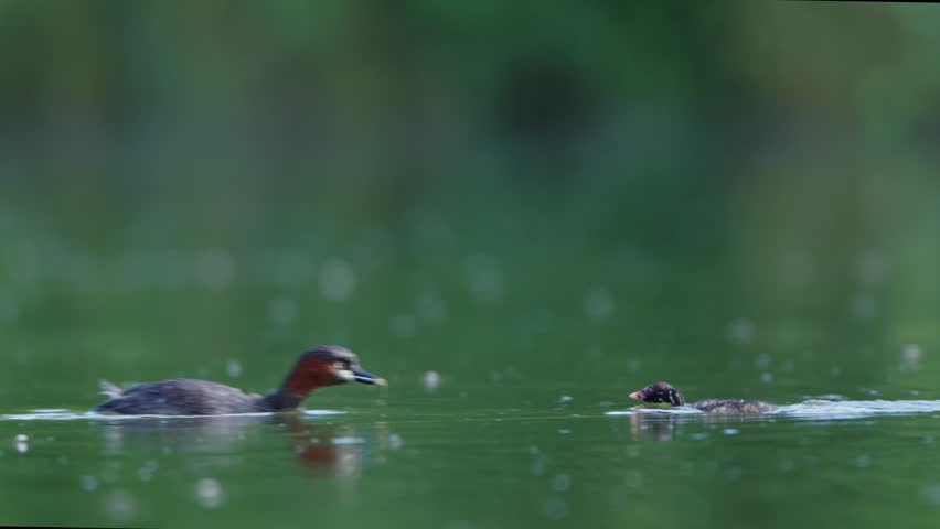 The little grebe is looking for food in the pond