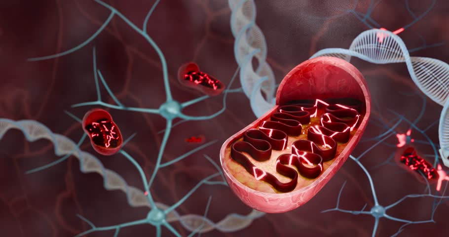 Mitochondria function in cellular metabolism showing ATP synthesis, biochemical energy conversion, and respiration processes supporting life at the cellular level in human organisms. 3D model.
