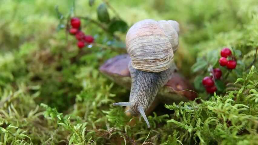 Close macro view shows a garden snail moving across soft moss near bright red berries, stretching its body forward and gliding slowly through a fresh natural forest floor setting.