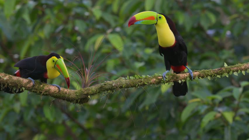 A toucan in Costa Rica 
