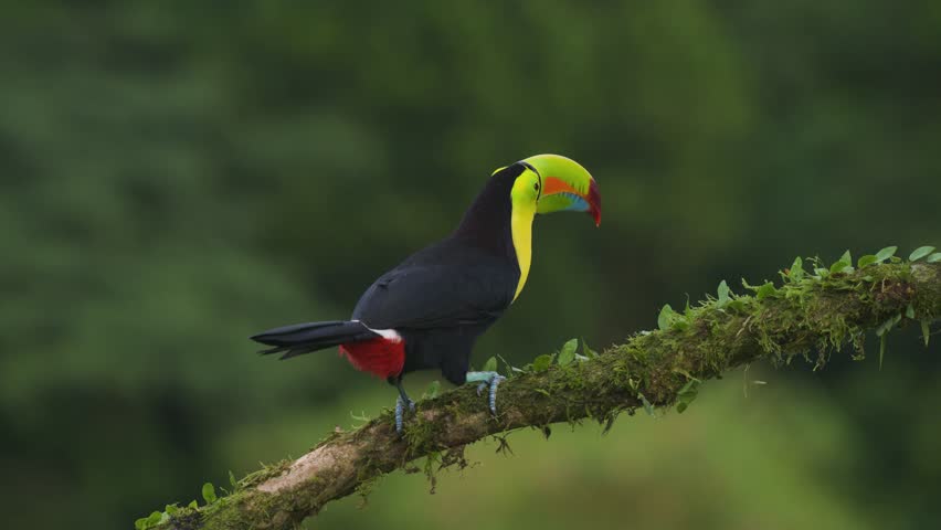 A toucan in Costa Rica 