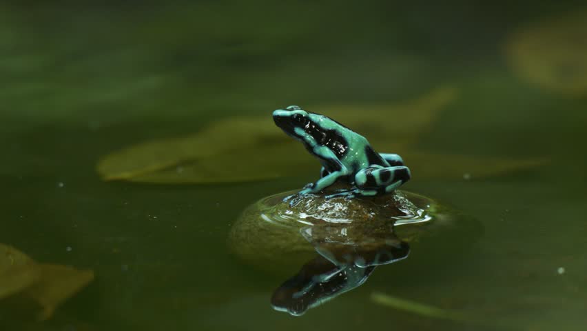Green and black poison dart frog