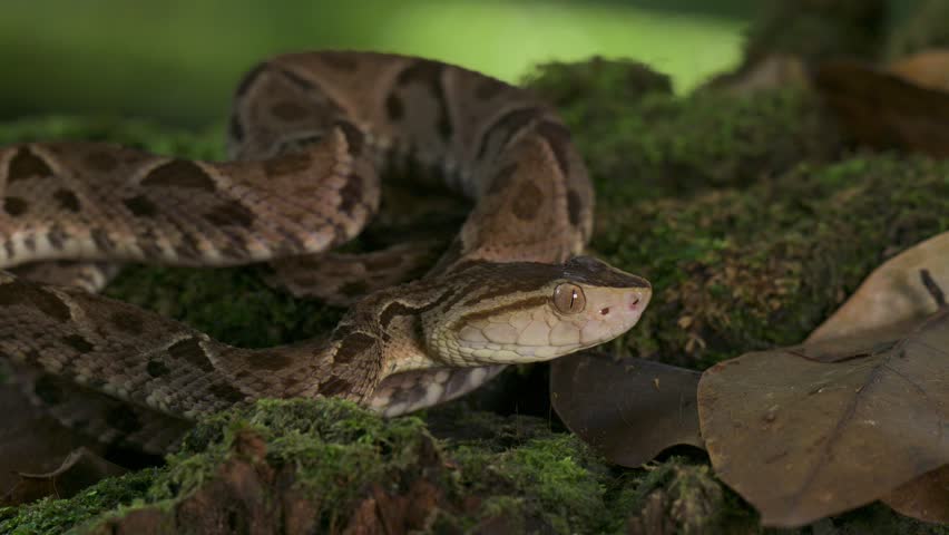 A viper snake in the rainforest of Costa Rica 