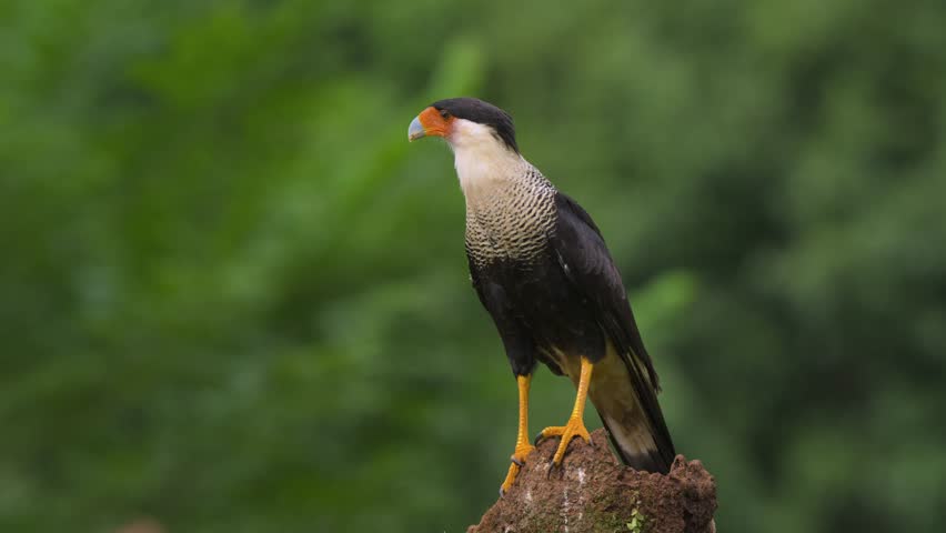 Crested caracara in Costa Rica 