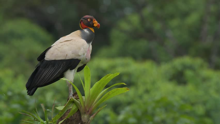 A king vulture in Costa Rica 