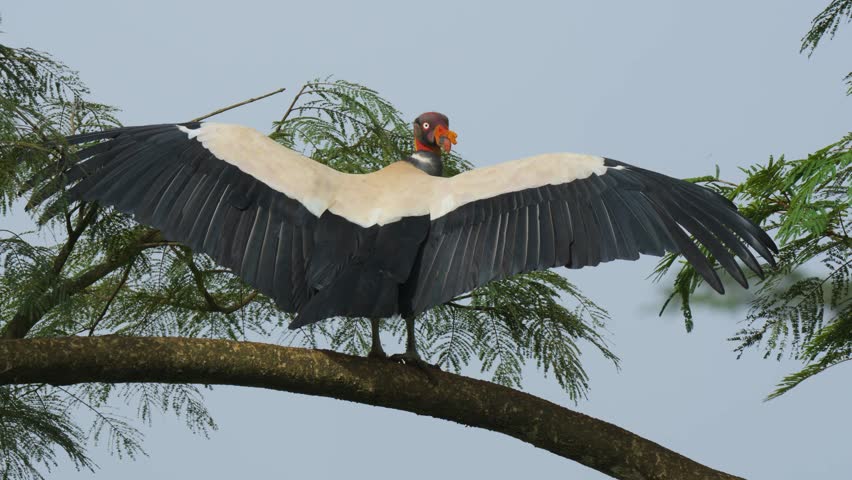 A king vulture in Costa Rica 