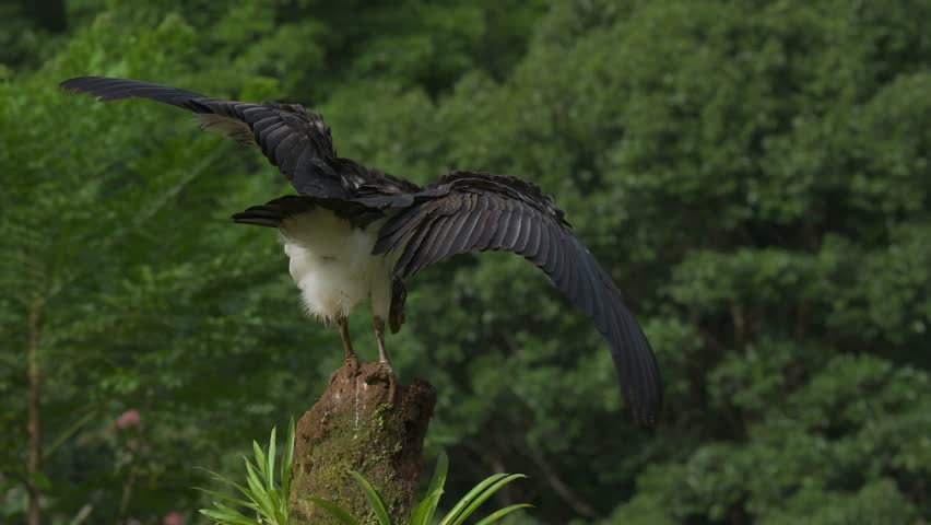 A king vulture in Costa Rica 