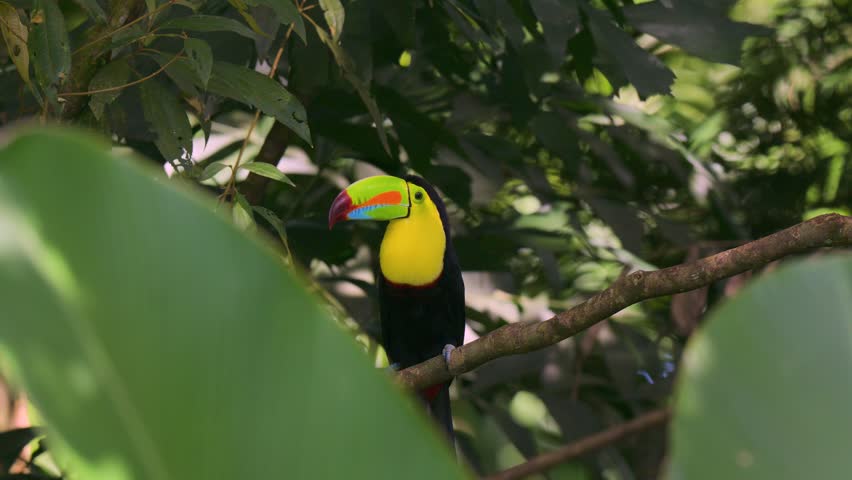 A toucan in Costa Rica 
