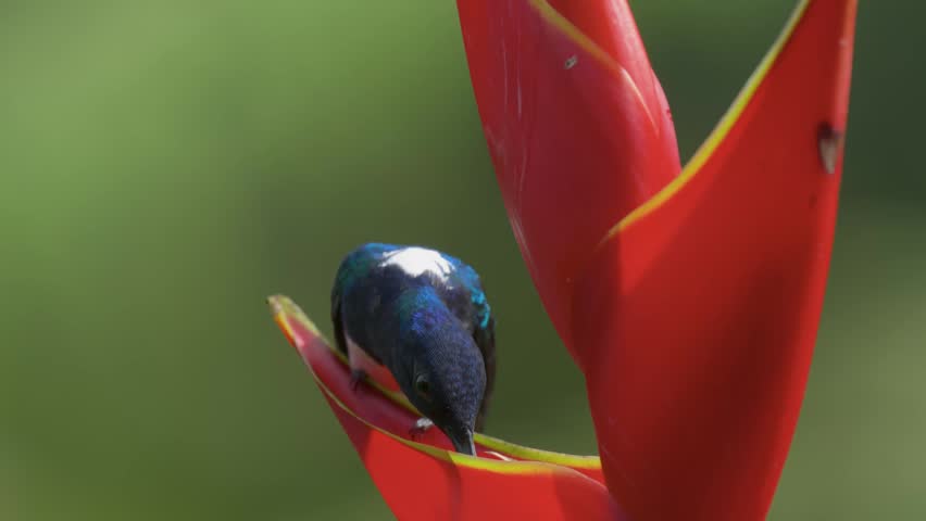 Hummingbird in Costa Rica on a flower 