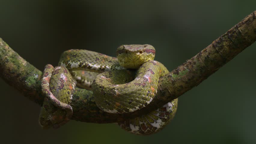 A viper snake in the rainforest of Costa Rica 