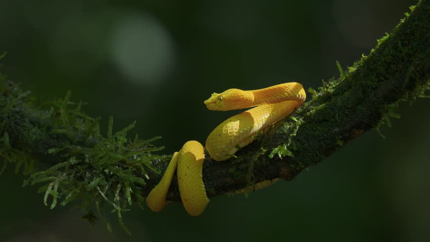 A viper snake in the rainforest of Costa Rica 