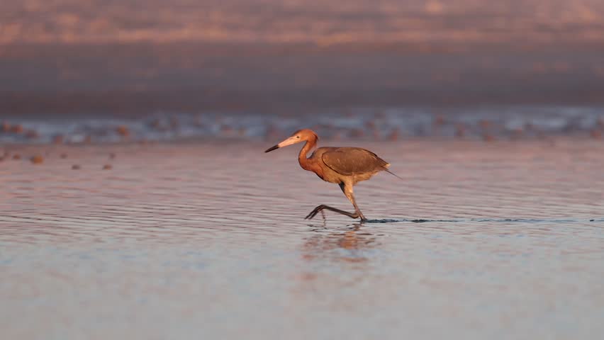 A reddish egret fishing in Florida