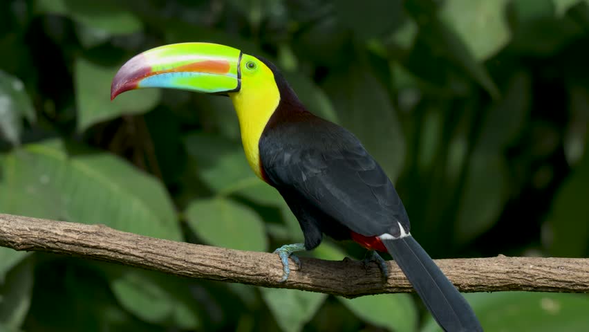 A toucan in Costa Rica 