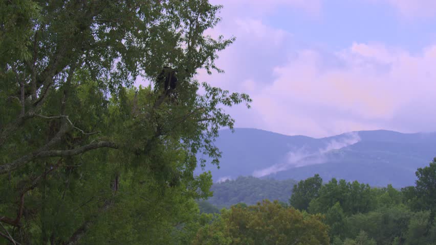 Black Bear in a Tree