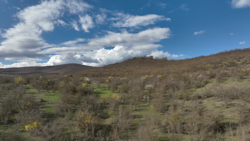 Aerial view of a dense mountain forest with trees in early spring colors under a clear blue sky with puffy white clouds