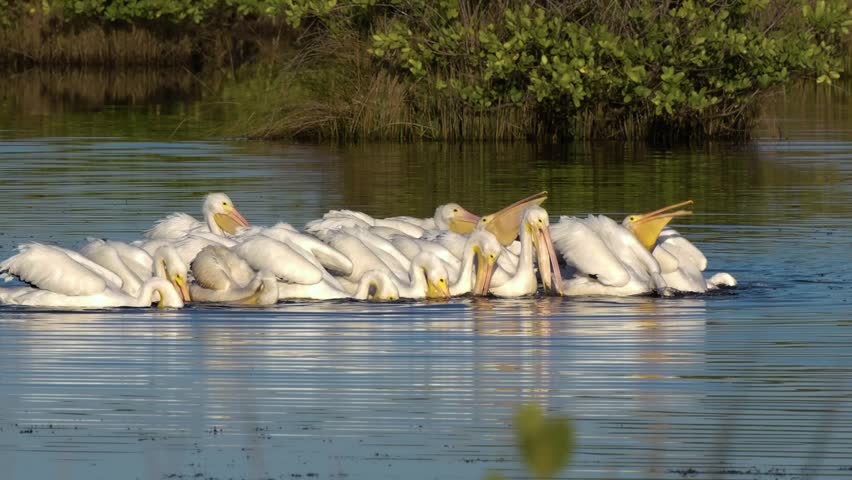 Flock of white pelicans feeding in Florida 