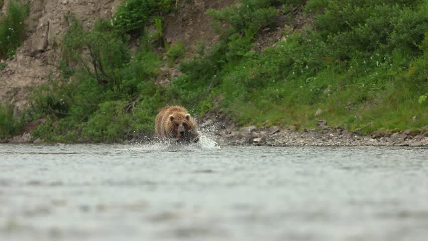Brown bear fishing for salmon in Alaska 