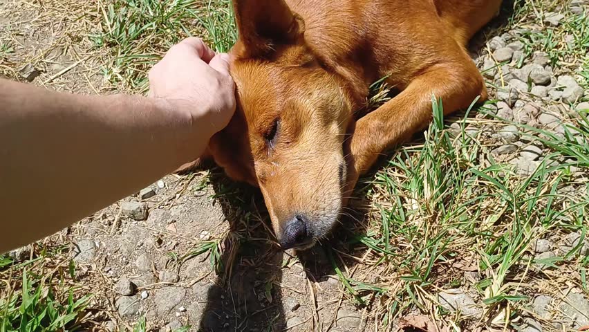 Human hand petting a cute ginger dog lying on dry grass and covering face with paw outdoors