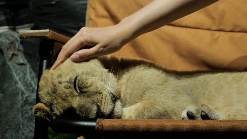 Close-up footage of a three-month-old female lion cub peacefully sleeping while being gently stroked by a woman