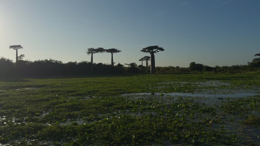 A wide ground level shot showing the distinctive silhouettes of several ancient baobab trees standing tall beyond a lush green swamp filled with aquatic plants during a clear sunset in Madagascar