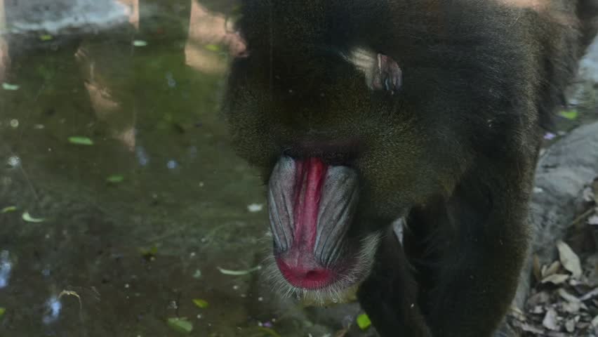 CLOSE-UP OF A MANDRILL