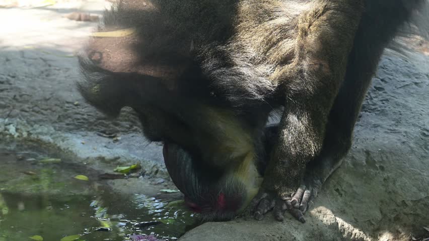 MANDRILL DRINKING WATER FROM A WATER FOUNTAIN