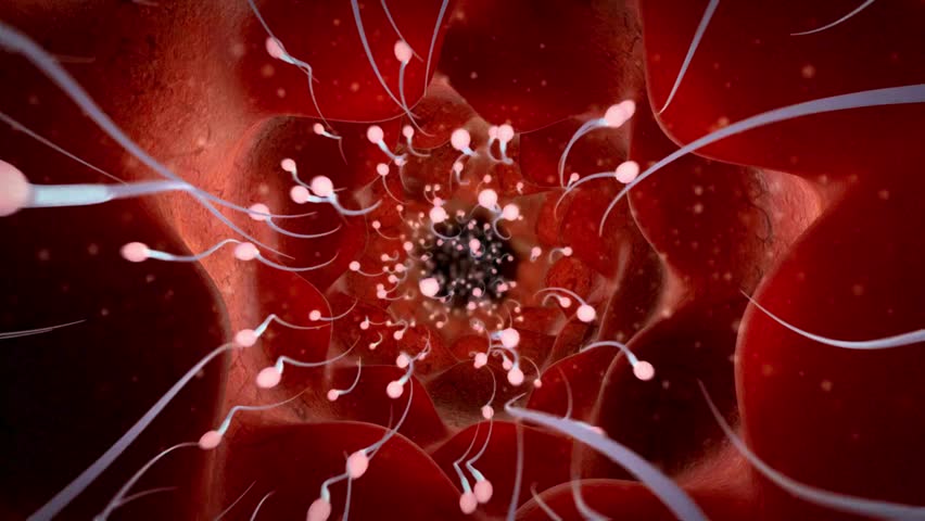 egg insemination. Sperm swimming towards human egg in the womb Sperm and egg cell 4K 3D rendering medically illustration of sperm for biological